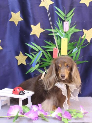 20230730ココアちゃん